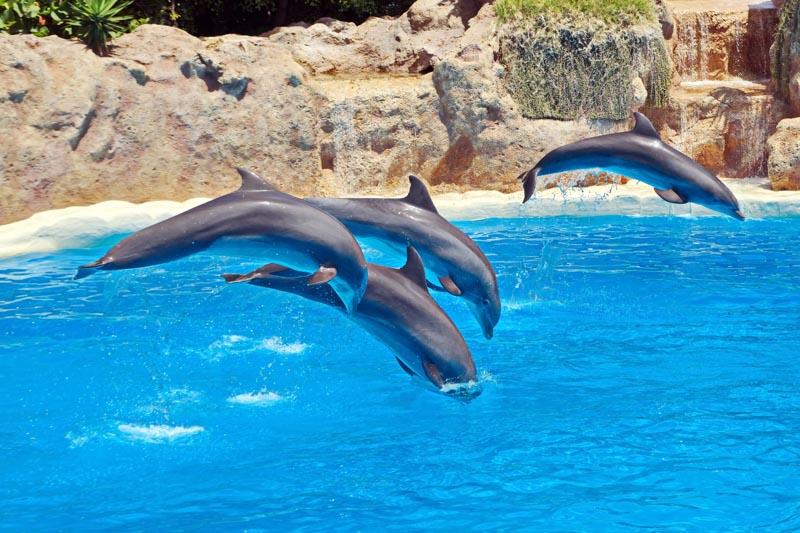 Morský svet a show delfínov - Side, Turecko