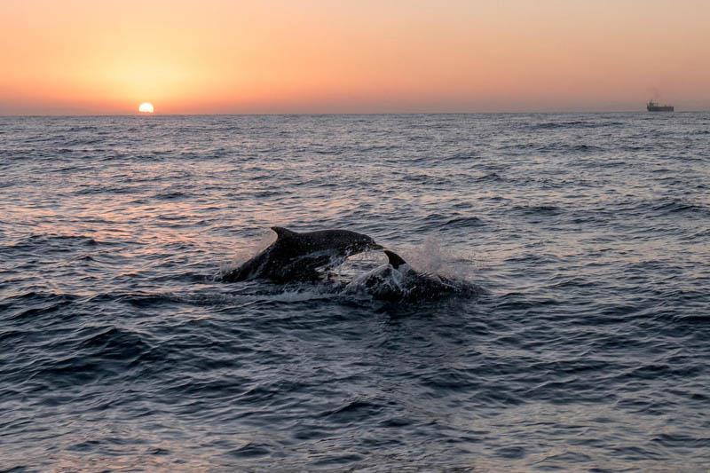 Pozorovanie delfínov - Mirbat, Omán